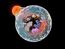 Ученые создали магнитную систему для неинвазивной диагностики рака