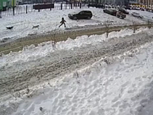 В Новосибирске стая бродячих собак напала на ребенка