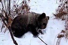 В Приморье найденного на помойке медвежонка вылечили и откормили к зиме
