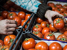 В России зафиксирован дефицит семян помидоров