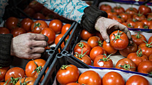 В России зафиксирован дефицит семян помидоров