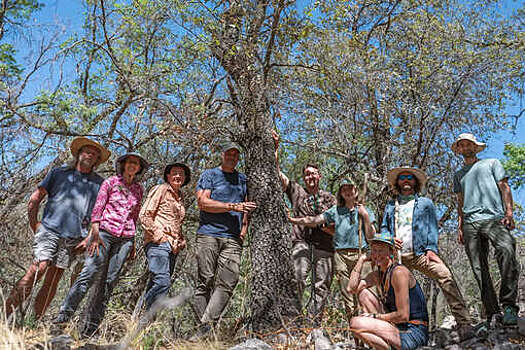 Ботаники обнаружили в Техасе дуб, который считался вымершим
