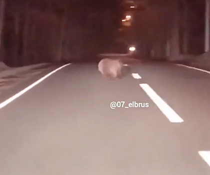 Выбежавший на трассу медведь испугал водителя в Кабардино – Балкарии