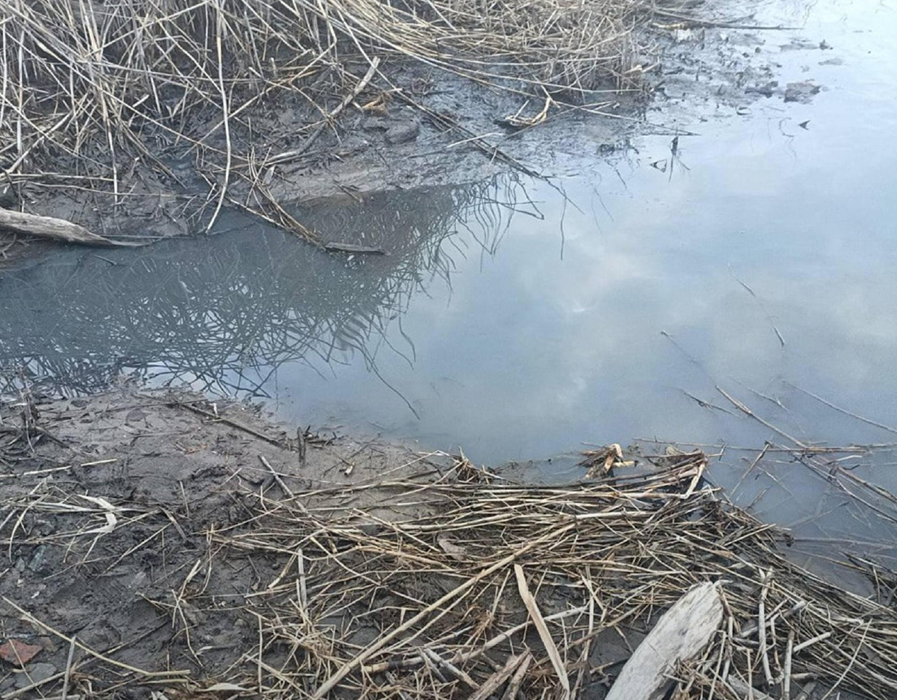 Минприроды прокомментировало загрязнение стоками канализации реки Северский Донец