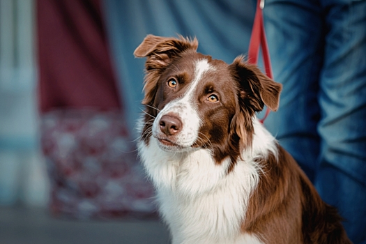 Вес бордер-колли – сколько весят эти собаки в разном возрасте