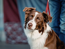 Вес бордер-колли – сколько весят эти собаки в разном возрасте