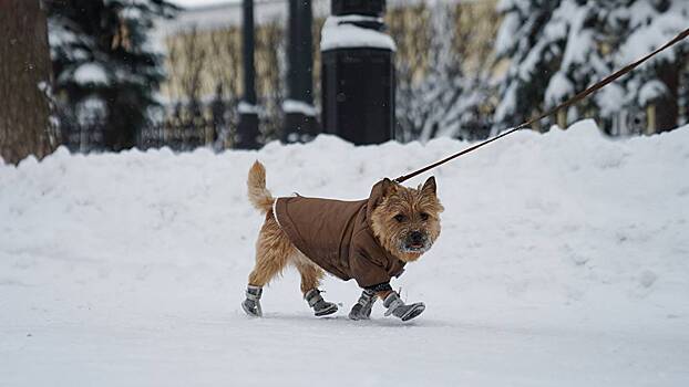 Кинолог Голубев дал советы, как обезопасить собаку во время зимней прогулки
