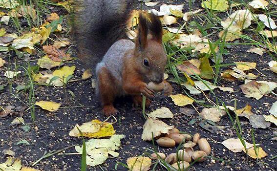 Желуди впервые попробовали новосибирские белки