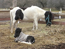 Читатели «Волгоградской правды» дали имя новорожденному пони