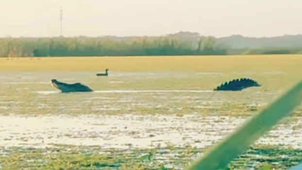 Гигантский аллигатор проглотил утку на глазах у американских охотников