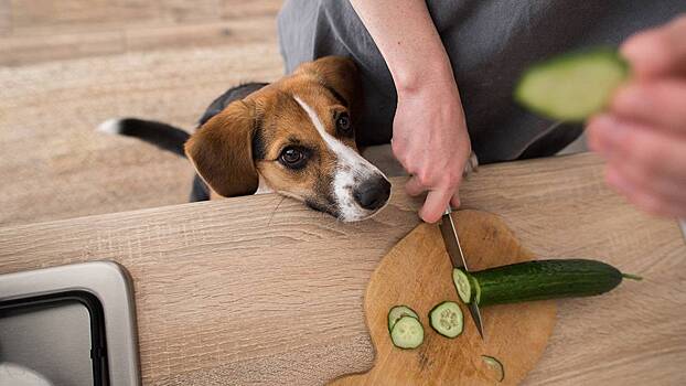 Ветеринар объяснил, почему нельзя кормить питомцев с новогоднего стола