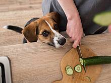 Ветеринар объяснил, почему нельзя кормить питомцев с новогоднего стола