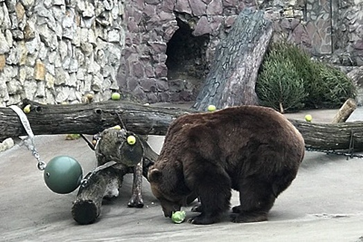 Медведи в Московском зоопарке вышли в открытый вольер после зимней спячки