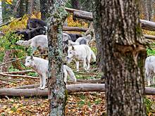 Волки-людоеды пришли мстить за собрата и за несколько часов напали на пять человек