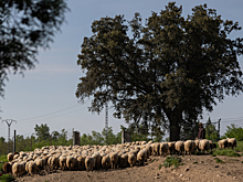 Крымский фермер пожаловался, что государство отбирает землю, которую он зарегистрировал почти пять лет назад
