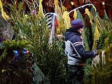 Девять елочных базаров появятся в нескольких округах Москвы