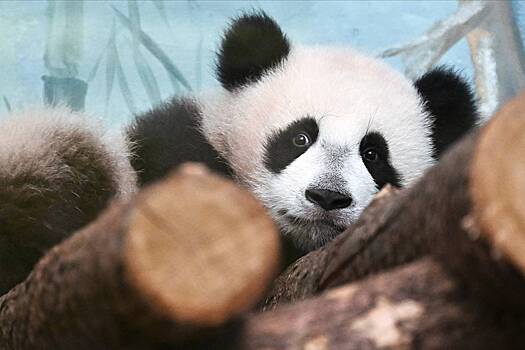В Московском зоопарке назвали срок возвращения панды Катюши в Китай