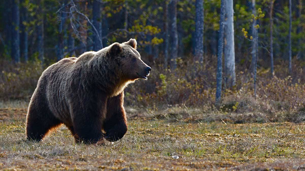 Взорвавшим медведя вахтовикам в Магаданской области дали условные сроки