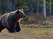 Медведь ворвался на кондитерский склад