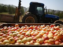 Россельхознадзор разоблачил пять минских компаний