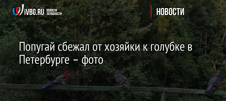 Попугай сбежал от хозяйки к голубке в Петербурге – фото