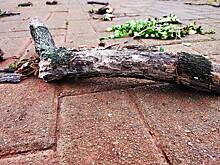 Ветка дерева упала на голову туриста и лишила его жизни в заповеднике Малайзии