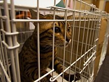 Японская полиция подозревает кошку в убийстве пенсионерки