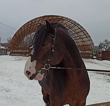 Ферма по восстановлению редкой породы лошадей открылась в Кстовском районе