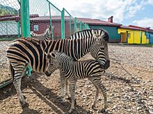В зоопарке Барнаула появятся зебра Зузу и корова Маруся