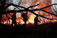 За поджоги лесов возбуждено 59 уголовных дел