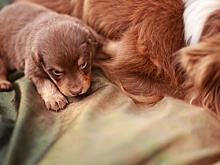 Семерых щенков выбросила с шестого этажа жительница Красноярска