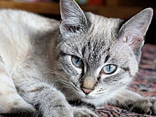 Намыленный кот «заговорил» по-русски