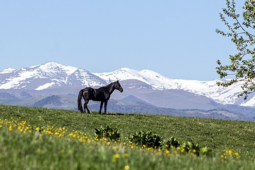 Презентация фильма о карачаевских лошадях прошла в Черкесске