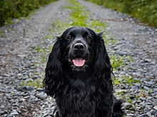 СМИ: Кейт Миддлтон доверила выбор имени для наследника престола собаке