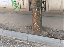 В Краснодаре подрядчик начнет восстанавливать поврежденные деревья на улице Гоголя 3 июня