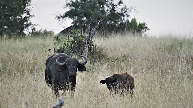 Любительница сафари обнаружила буйволенка-мутанта