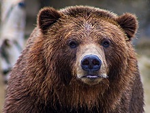 Выгнанный с курорта медведь вернулся за любимым печеньем