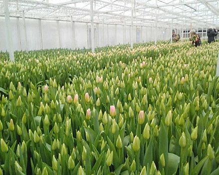 Калининградские фермеры обеспечат регион цветами