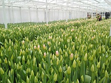 Калининградские фермеры обеспечат регион цветами