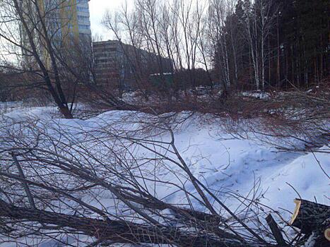 Власти Челябинска заявили в прокуратуру о незаконной вырубке деревьев в сквере