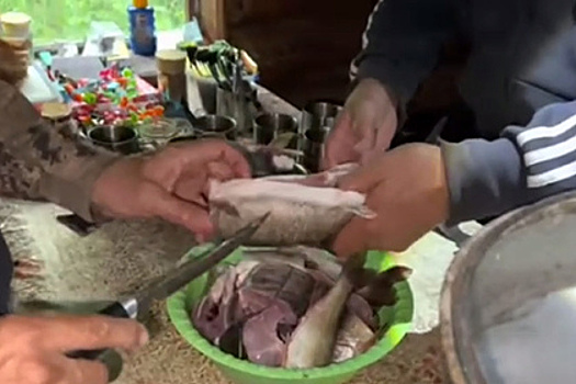 Российский чиновник на видео сварил друзьям-академикам уху из краснокнижной рыбы