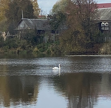 За замеченным в Ижевске лебедем со сломанным крылом наблюдают сотрудники Минприроды