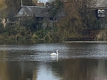 За замеченным в Ижевске лебедем со сломанным крылом наблюдают сотрудники Минприроды