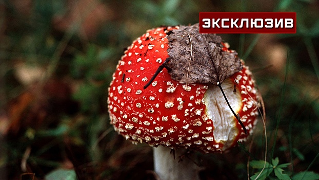 Миколог МГУ рассказал о влиянии красных мухоморов на организм при употреблении их в пищу
