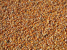 21 семеноводческое хозяйство обеспечивает Ставрополье качественными семенами