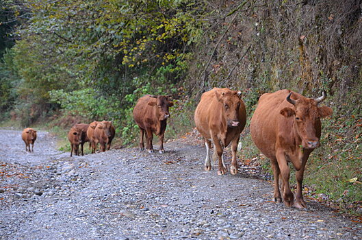 Нодулярный дерматит крупного скота дошел до Сухумского района