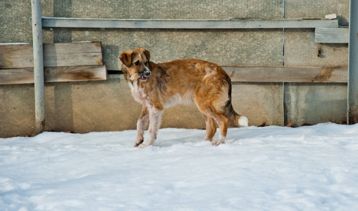 В Камышине Волгоградской области продолжается отлов бездомных собак