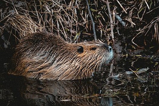 В России бобры спасли реку от разлива нефти