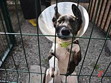 В Мегионе откроют приют для бездомных животных