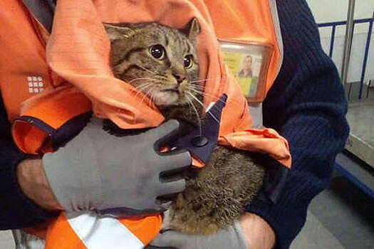 Во Внуково неделю искали кота, совершившего побег прямо перед вылетом своих хозяев